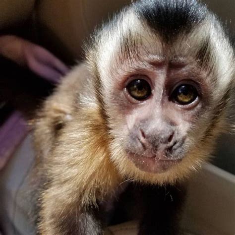 capuchin monkey for sale in florida